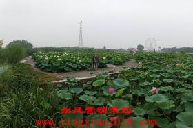 如風營銷：手機店實戰(zhàn)營銷,看完必有收獲